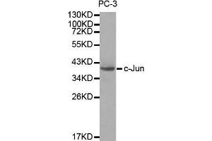 Western blot analysis of extracts of PC3 cells, using c-Jun antibody.