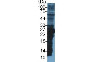 Image no. 2 for anti-Glutathione S-Transferase mu 2 (Muscle) (GSTM2) (AA 1-218) antibody (ABIN1078085)