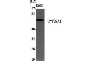 Image no. 2 for anti-Cytochrome P450, Family 39, Subfamily A, Polypeptide 1 (CYP39A1) (Internal Region) antibody (ABIN3184194)