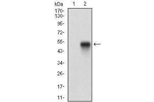 Image no. 5 for anti-Platelet-Derived Growth Factor Receptor, alpha Polypeptide (PDGFRA) (AA 361-528) antibody (ABIN5542490)