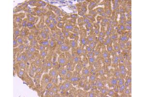 Image no. 3 for anti-SMAD, Mothers Against DPP Homolog 3 (SMAD3) antibody (ABIN5557524)