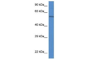 Image no. 1 for anti-Plexin Domain Containing 2 (PLXDC2) (C-Term) antibody (ABIN2784061)