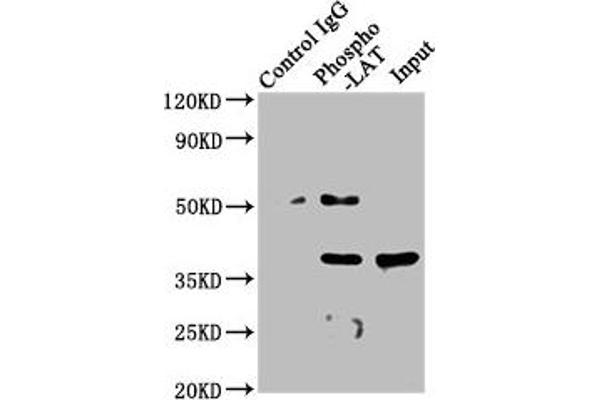 LAT anticorps  (pTyr191)
