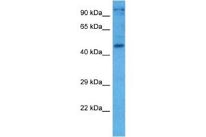 Image no. 2 for anti-Nuclear Factor I/C (CCAAT-Binding Transcription Factor) (NFIC) (N-Term) antibody (ABIN2780693)