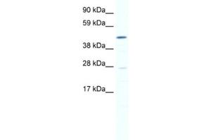 Image no. 1 for anti-SET and MYND Domain Containing 1 (SMYD1) antibody (ABIN2461463)