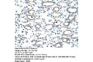 Image no. 2 for anti-Forkhead Box Q1 (FOXQ1) (N-Term) antibody (ABIN2778429)