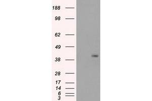 Image no. 1 for anti-Protein Phosphatase 1, Regulatory Subunit 7 (PPP1R7) antibody (ABIN2729483)