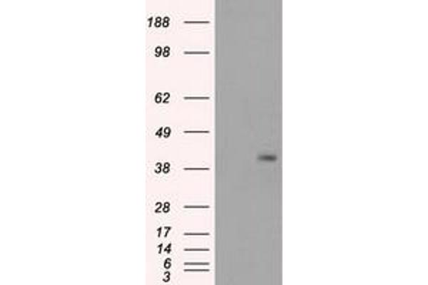 anti-Protein Phosphatase 1, Regulatory Subunit 7 (PPP1R7) antibody