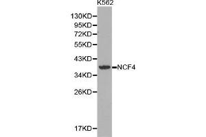 Image no. 1 for anti-Neutrophil Cytosolic Factor 4, 40kDa (NCF4) antibody (ABIN3022903)