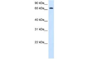 Image no. 3 for anti-Histidine Ammonia-Lyase (HAL) (C-Term) antibody (ABIN2782321)