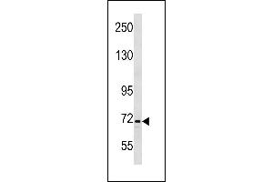Image no. 1 for anti-Integrator Complex Subunit 9 (INTS9) (AA 489-515), (C-Term) antibody (ABIN1881462)