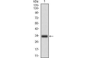 Image no. 2 for anti-CD93 (CD93) (AA 474-535) antibody (ABIN1724906)
