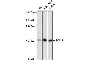 TCL1B 抗体