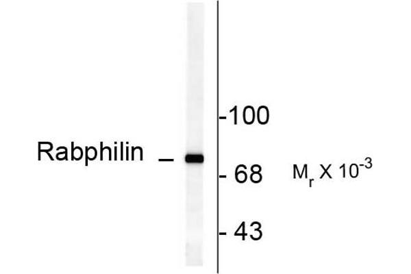 anti-Rabphilin 3A (RPH3A) (pSer234) antibody