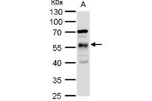 Image no. 3 for anti-Tubulin, alpha 1a (Tuba1a) (Center) antibody (ABIN2856707)
