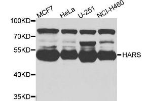 Image no. 1 for anti-Histidyl-tRNA Synthetase (HARS1) antibody (ABIN2736878)