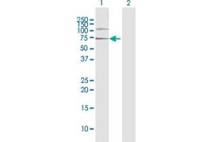 Western Blot analysis of NUP98 expression in transfected 293T cell line by NUP98 MaxPab polyclonal antibody.