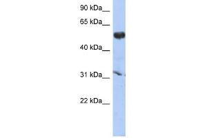 Image no. 1 for anti-Cytochrome P450, Family 4, Subfamily X, Polypeptide 1 (CYP4X1) (Middle Region) antibody (ABIN635822)