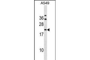 GRPEL2 Antibody (N-term) (ABIN1539025 and ABIN2838203) western blot analysis in A549 cell line lysates (35 μg/lane).