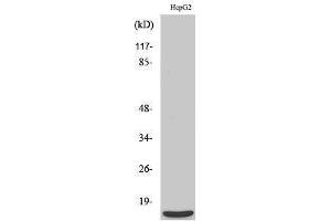 Image no. 1 for anti-Mitochondrial Ribosomal Protein S36 (MRPS36) (N-Term) antibody (ABIN3185686)