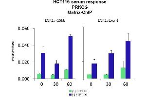 Image no. 2 for anti-Protein Kinase C, gamma (PRKCG) (N-Term) antibody (ABIN2786695)
