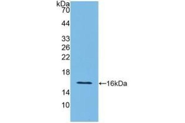 Interferon gamma Antikörper  (AA 23-156)