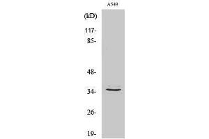 Image no. 1 for anti-G Protein-Coupled Receptor 82 (GPR82) (Internal Region) antibody (ABIN3184910)