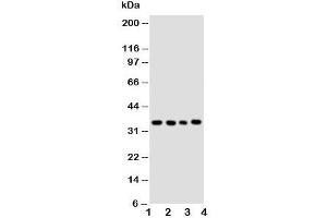Image no. 5 for anti-Budding Uninhibited By Benzimidazoles 3 Homolog (Yeast) (BUB3) (Middle Region) antibody (ABIN3030213)