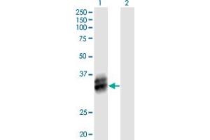 Western Blot analysis of B4GALT4 expression in transfected 293T cell line by B4GALT4 MaxPab polyclonal antibody.