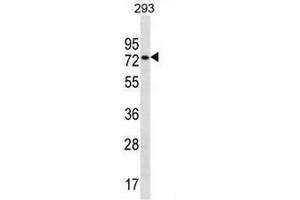 Image no. 1 for anti-Nuclear Speckle Splicing Regulatory Protein 1 (NSRP1) (AA 91-121), (N-Term) antibody (ABIN951112)