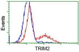 Image no. 4 for anti-Tripartite Motif Containing 2 (TRIM2) (AA 1-100), (AA 1500-1600) antibody (ABIN1490539)