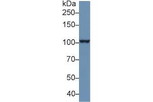 Image no. 2 for anti-Aminopeptidase Puromycin Sensitive (NPEPPS) (AA 141-272) antibody (ABIN1860331)