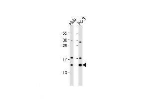 Image no. 1 for anti-Transcription Elongation Factor B (SIII), Polypeptide 1 (15kDa, Elongin C) (TCEB1) (AA 69-98), (C-Term) antibody (ABIN5536079)