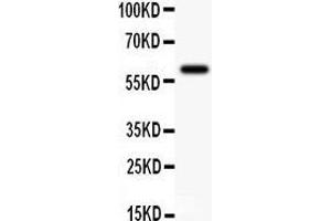 Image no. 1 for anti-Potassium Intermediate/small Conductance Calcium-Activated Channel, Subfamily N, Member 4 (KCNN4) (AA 14-29), (N-Term) antibody (ABIN3043233)