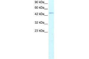 Image no. 1 for anti-Transcription Factor Dp-2 (E2F Dimerization Partner 2) (TFDP2) (N-Term) antibody (ABIN2777944)