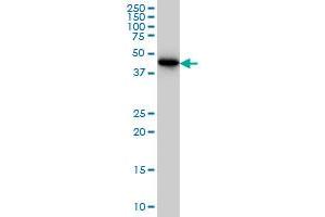 CRTAP antibody  (AA 307-401)