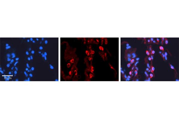 PAPSS2 anticorps  (C-Term)