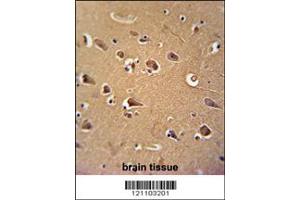 Immunohistochemistry (IHC) image for anti-Calmodulin 1 (Calm1) antibody (ABIN2158025)