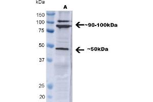 Western blot analysis of Human A549 showing detection of ~ 50 kDa TNF-R1 protein using Rabbit Anti-TNF-R1 Polyclonal Antibody (ABIN1686656).