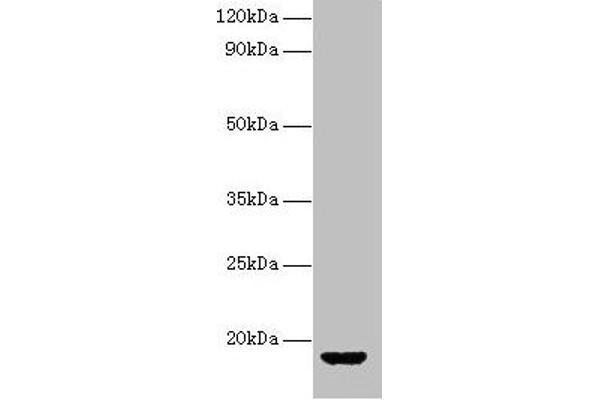 Vasopressin anticorps  (AA 126-164)