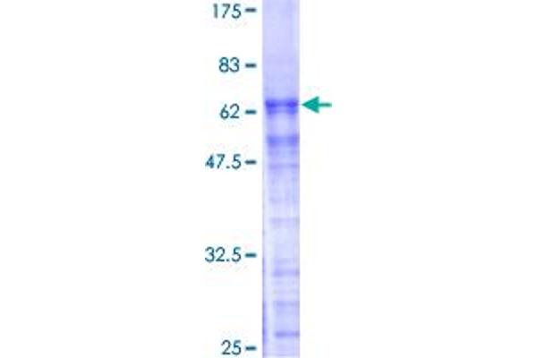 PRPF40A Protein (PRP40 Pre-mRNA Processing Factor 40 Homolog A) (AA 1-215) (GST tag)