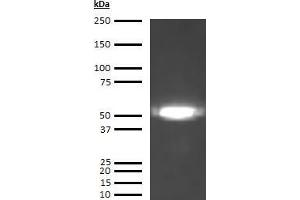 Image no. 1 for anti-Coagulation Factor X (F10) antibody (ABIN613553)