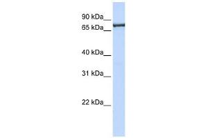 Image no. 1 for anti-Transportin 2 (TNPO2) antibody (ABIN630589)