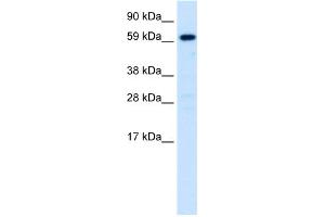 Image no. 1 for anti-Hepatocyte Nuclear Factor 4, alpha (HNF4A) (N-Term) antibody (ABIN2777514)