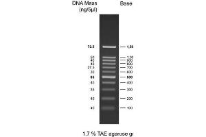Agarose Gel Electrophoresis (AGE) image for 100bp DNA Ladder (ABIN3032780)