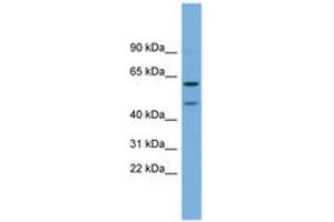 Image no. 1 for anti-Oligodendrocyte Myelin Glycoprotein (OMG) (AA 143-192) antibody (ABIN6743358)