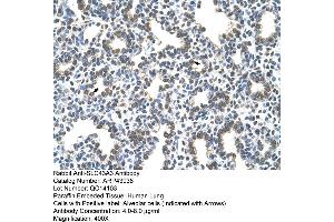 Image no. 3 for anti-Solute Carrier Family 43, Member 3 (SLC43A3) (N-Term) antibody (ABIN2781635)