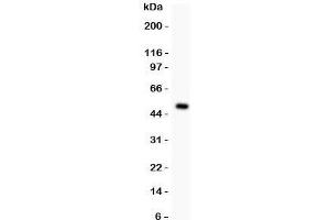 Image no. 2 for anti-Proteasome (Prosome, Macropain) 26S Subunit, Non-ATPase, 14 (PSMD14) (AA 362-632) antibody (ABIN3032352)