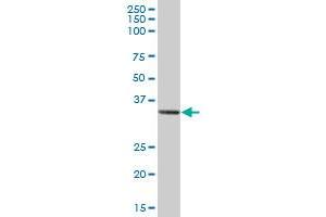 STX1A MaxPab polyclonal antibody.