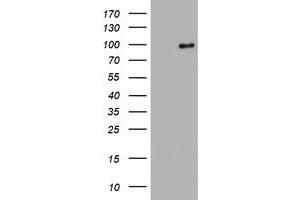 Image no. 5 for anti-Splicing Factor 3a, Subunit 1 (SF3A1) (AA 249-568) antibody (ABIN1491272)